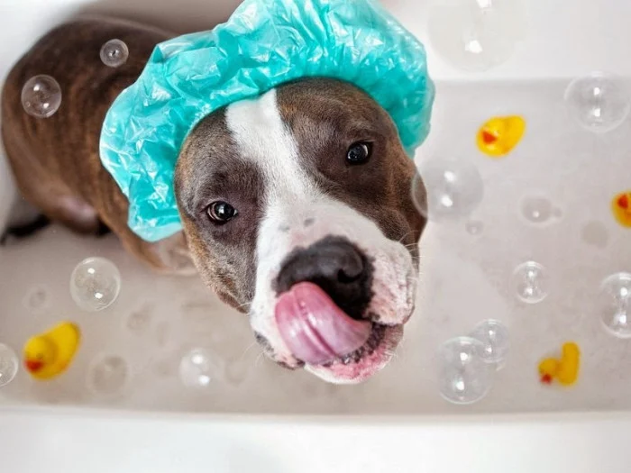 perro bañandose ejemplo 1