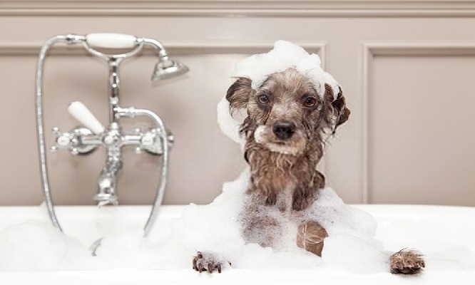 perro bañandose ejemplo 2