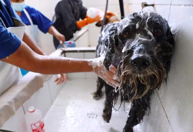 perro bañandose ejemplo 3