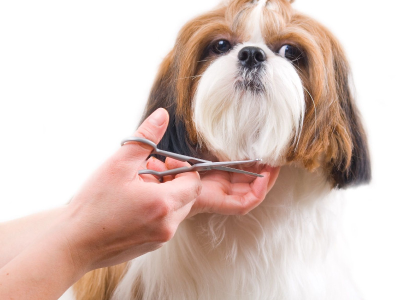 perro cortandose el pelo ejemplo 1
