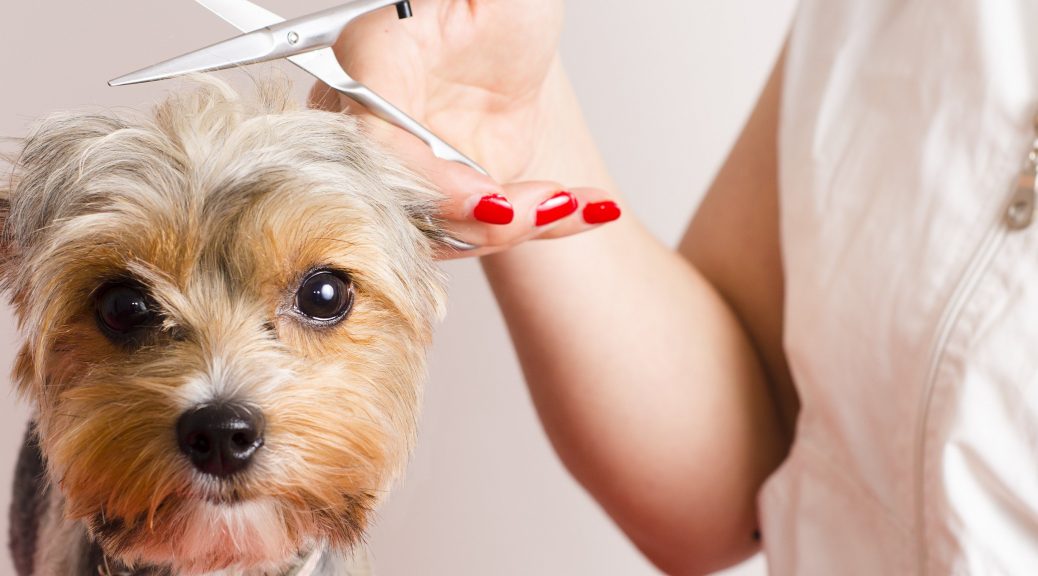 perro cortandose el pelo ejemplo 2