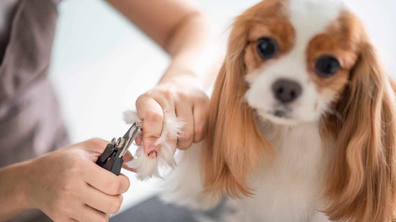mascota cortandose las unas ejemplo 1