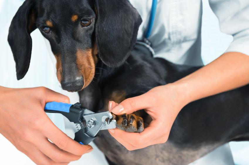 mascota cortandose las unas ejemplo 2