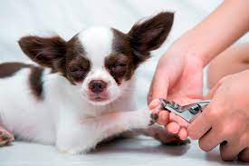 mascota cortandose las unas ejemplo 3