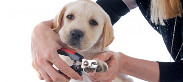perro cortadose las uñas