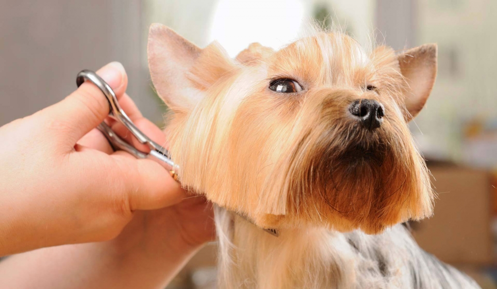 perro cortandose el pelo