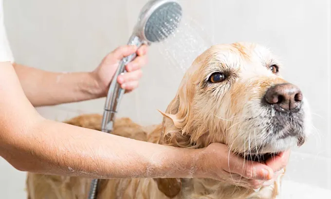 perro bañandose